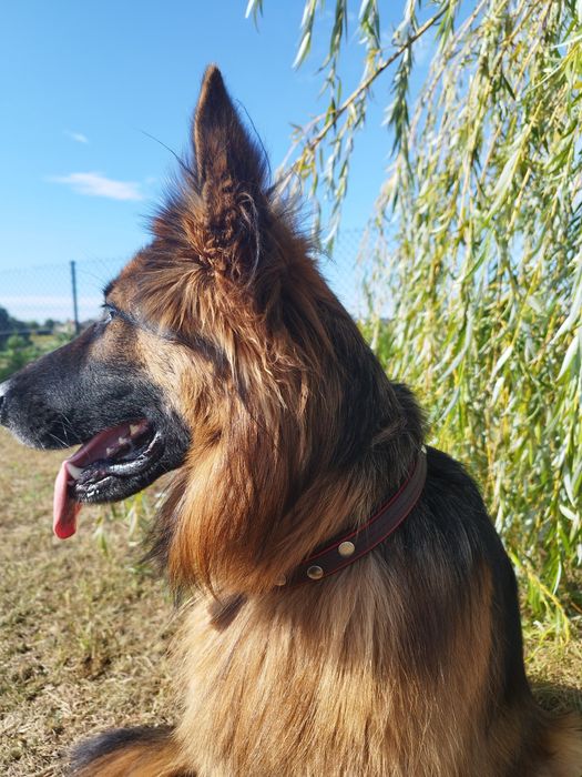 Obroża biothane martingale