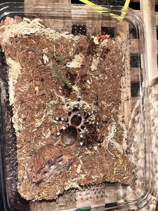 Geniculata samica sporych rozmiarow