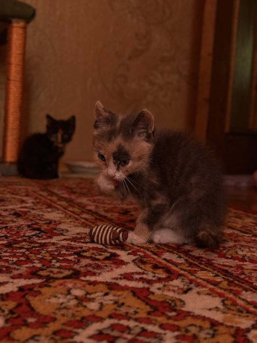 Віддаю кошеняток