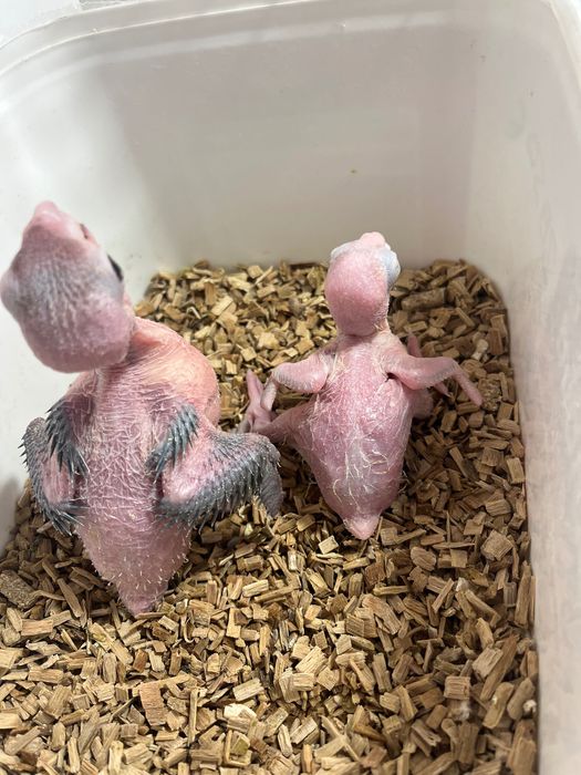 Ring necks, ecletus, marianinhas,