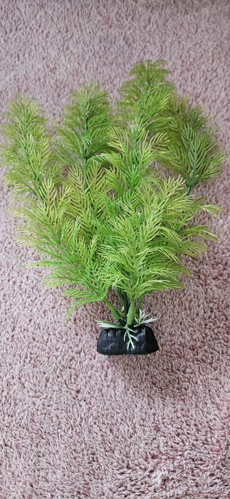 Zielona roślinka do akwarium