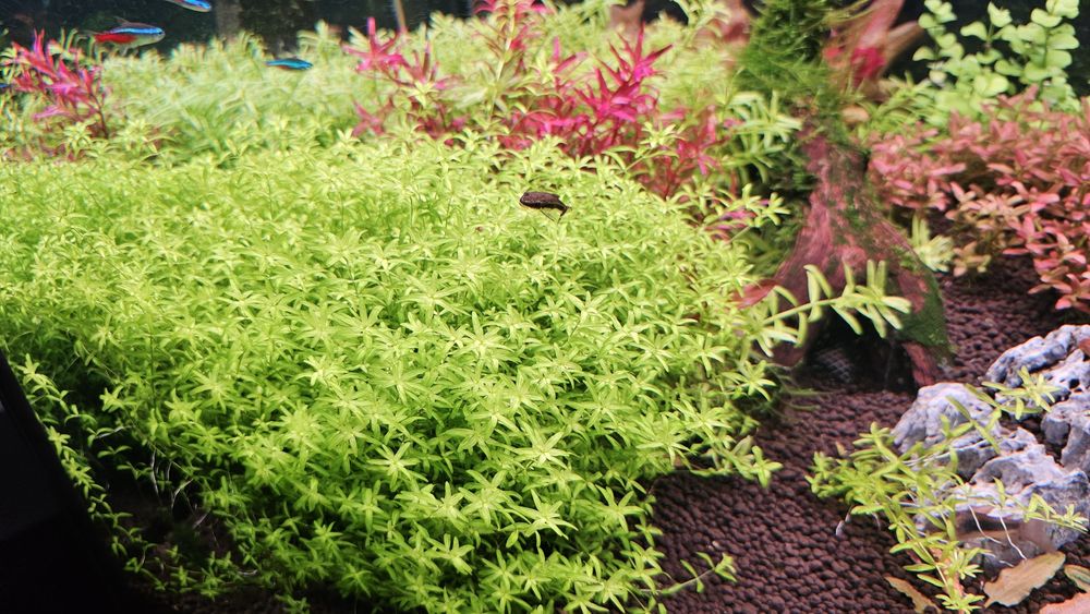 Roślinki akwariowe micranthemum micranthemoides duży Heniek