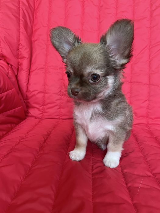 ХлопЧишечки довгошерстні