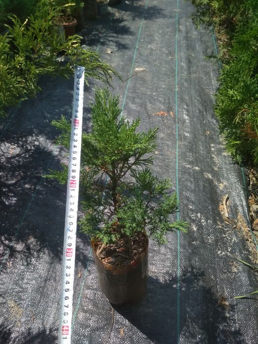 Ялівці(можжевельник):Козацьк.,варієгатний з білими кінч..в горшку(ЗКС)