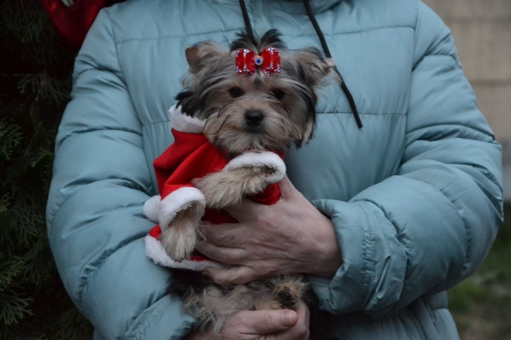 Маленька красунечка чекає люблячу родину!