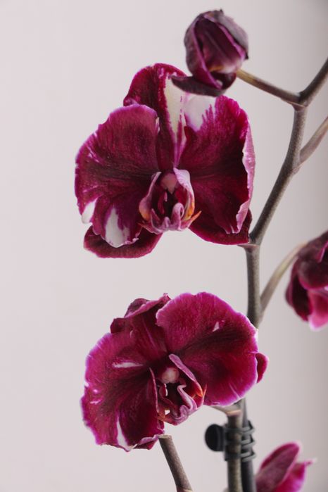 Орхідея фаленопсис