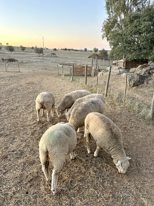 Ovelhas/Malatas Ile de France