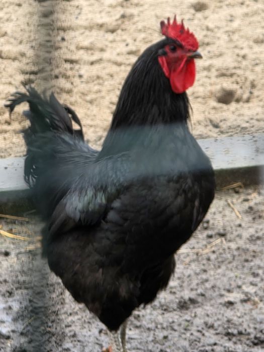 Galo novo lindo e pesado