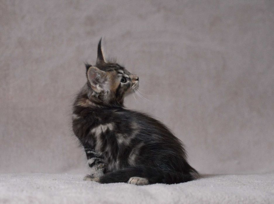 Dziewczynka maine coon z rodowodem FPL