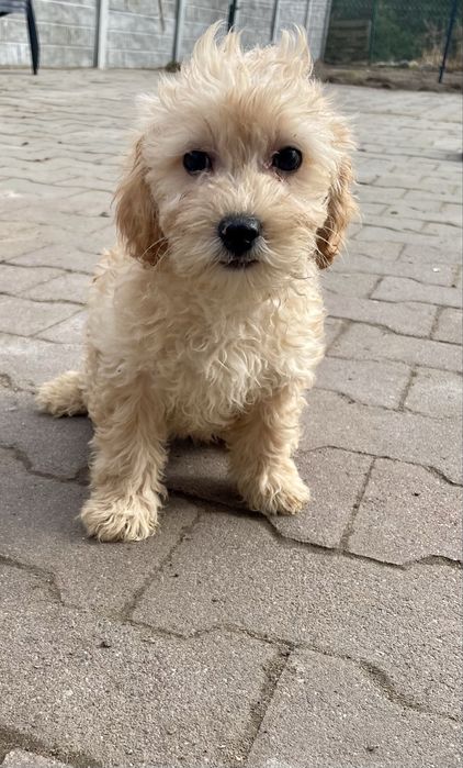 Maltipoo sunia maltańczyk pudel genetyczne badania