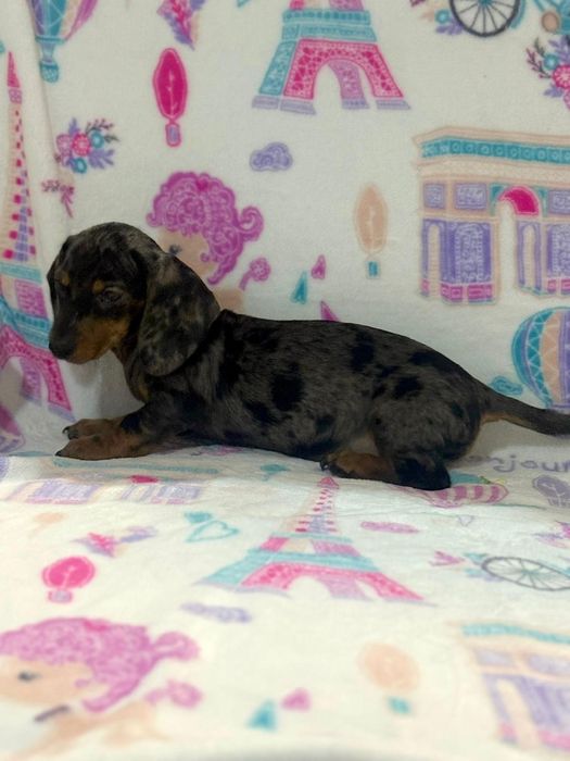 Teckel excelente menina Arlequim miniatura