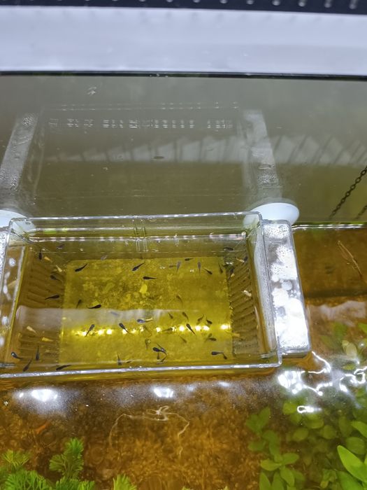 Animais ,peixes de água quente