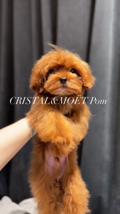 Эксклюзивный Мальчик Кавапу(мальтипу)Китай,супермини!6месяцев-1кг