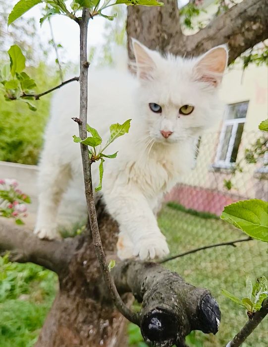 Котята турецька ангора