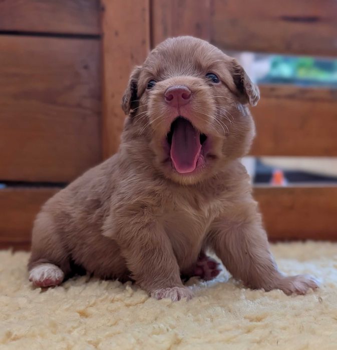 Szczenię Nova Scotia Duck Tolling Retriever