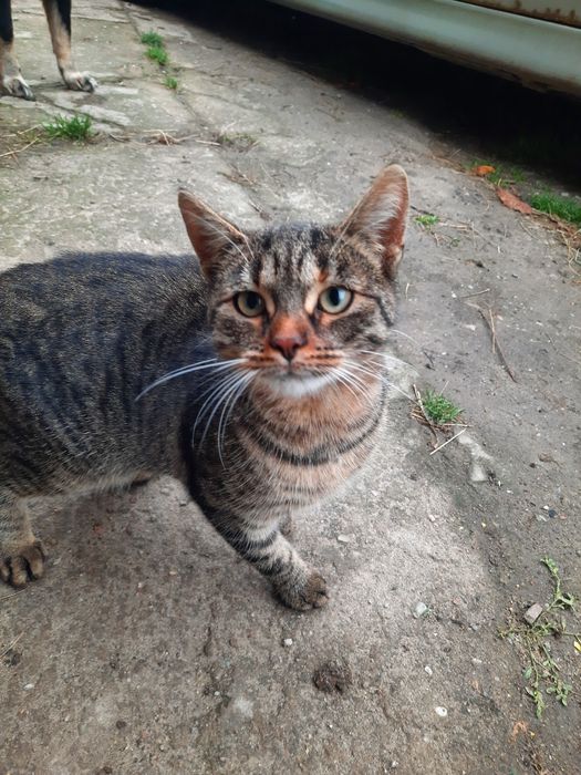 Dwie młode kotki szukają domu