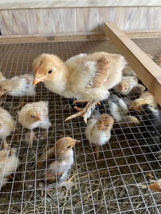 Інкубаційне яйце. Порода брама світла