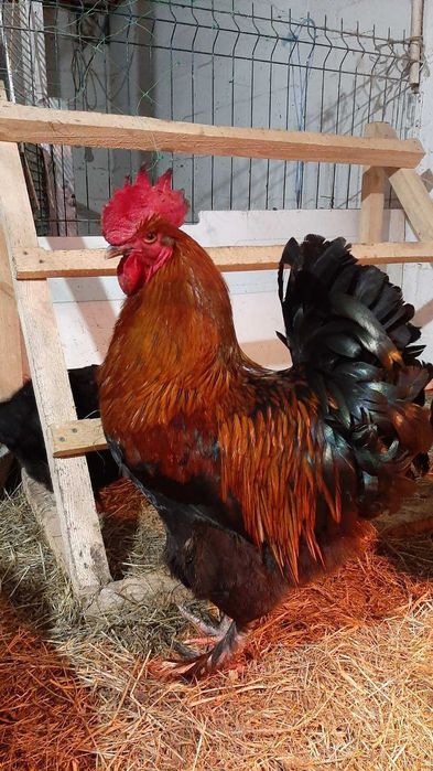 інкубаційне яйце маран чорно-мідний