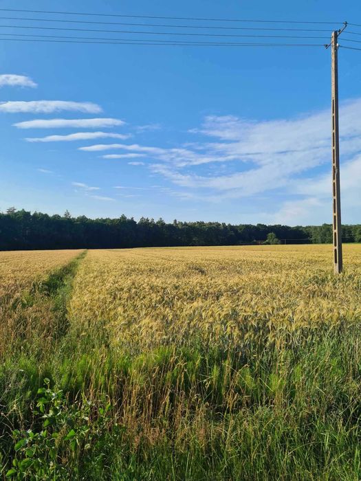 działka 7tys metrów