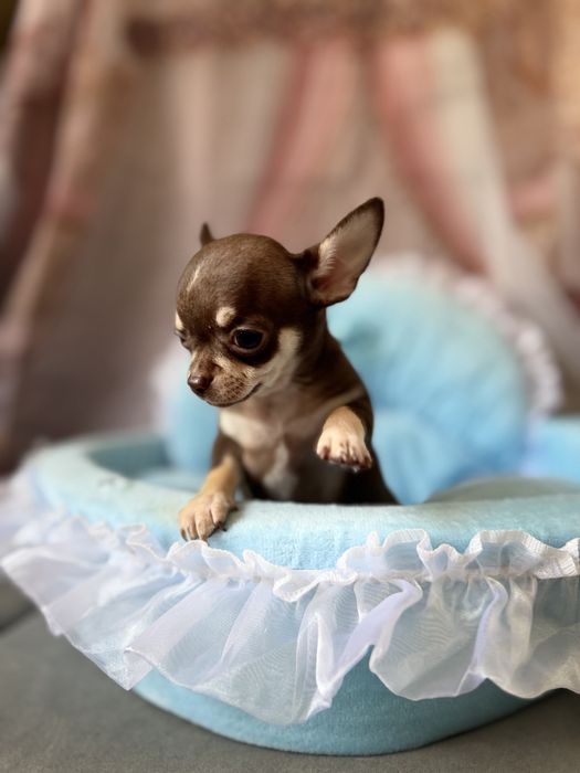 Chihuahua  chlopczyk  do odbioru