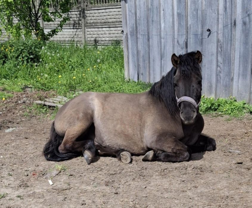 Pilnie! Sprzedam młodego wałacha
