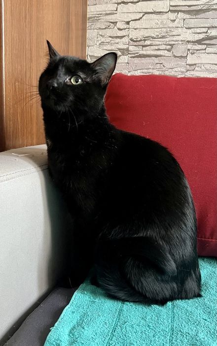 Отдам даром в добрые руки черную кошечку