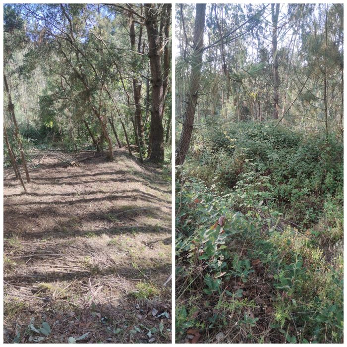 Limpeza de mato- roçadora (ler anuncio)