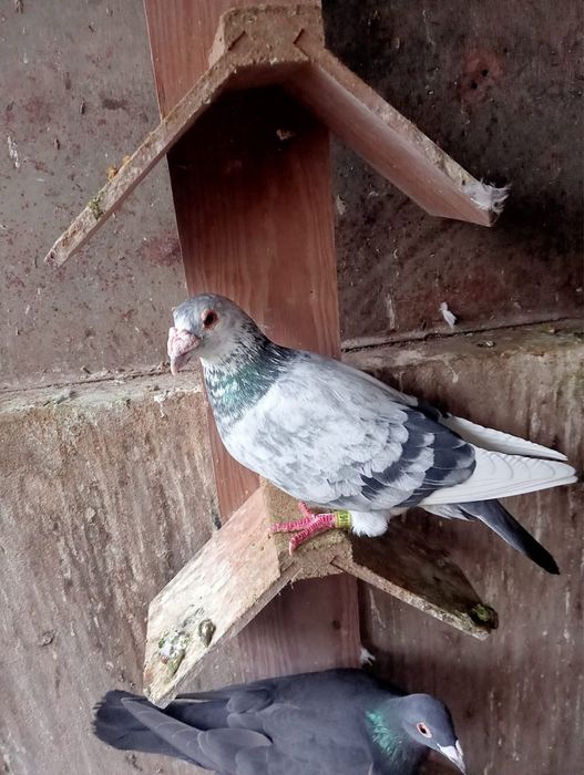 Pombos Correios em Braga