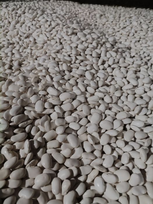 Fasola Jaś karłowy  blanka