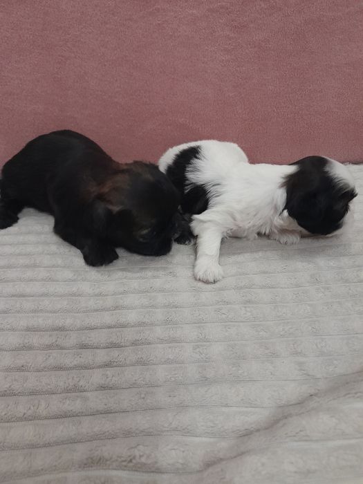 Shih tzu piesek suczka