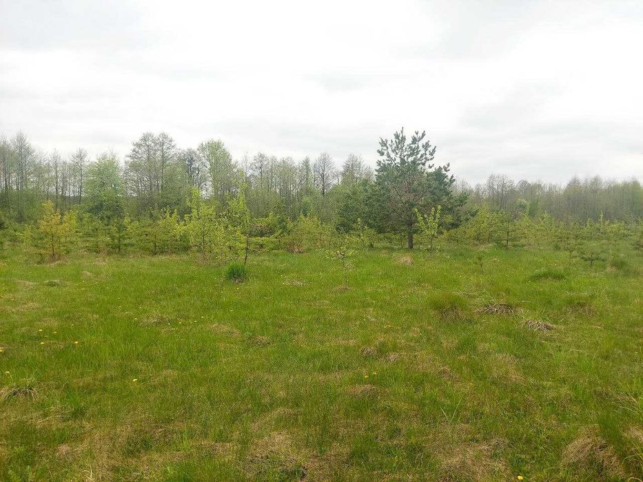 Ділянка 12соток в с.Іванівка (26142602)