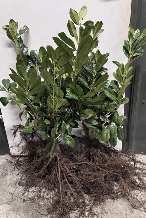 Laurowiśnia Novita sadzonki na żywopłot 100-130cm 3krotnie cięte