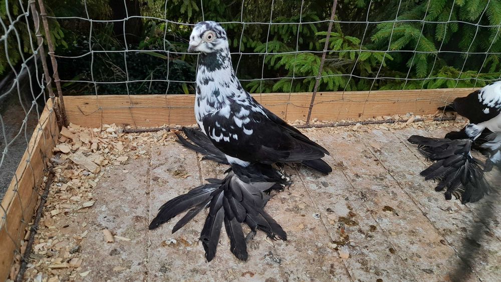 Widyny czarne - gołębie ozdobne