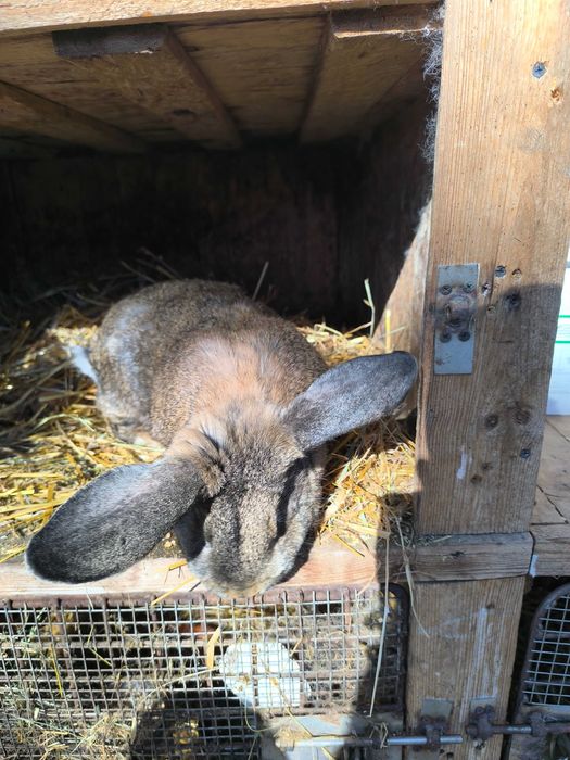 Króliki samice mieszance