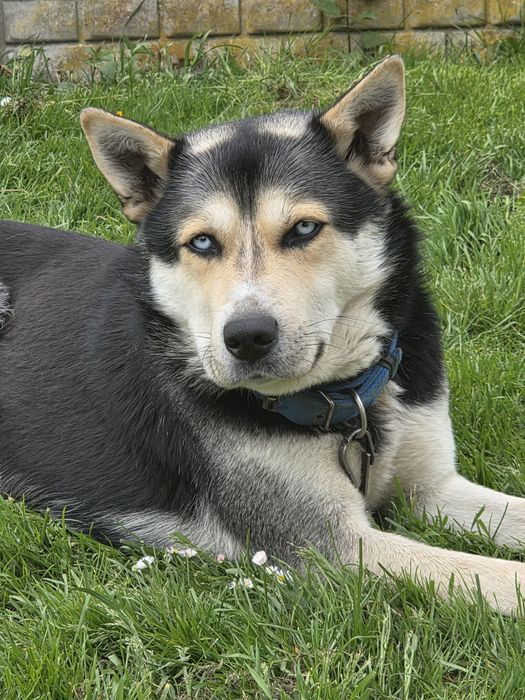 Mieszaniec husky szuka domu