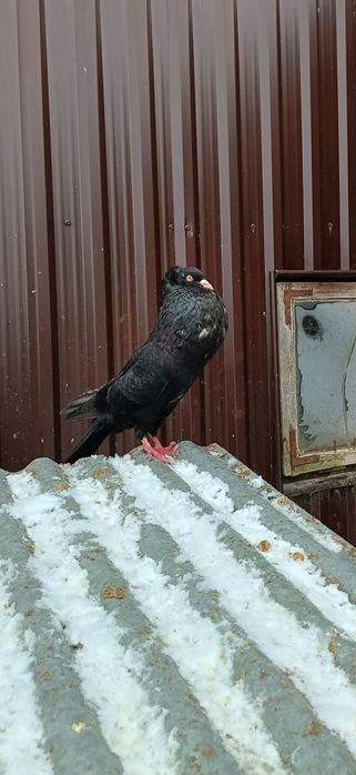 Gołębie - King i Garłacz