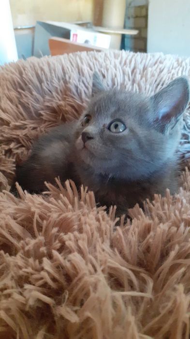 Віддамо кошенят в добрі руки