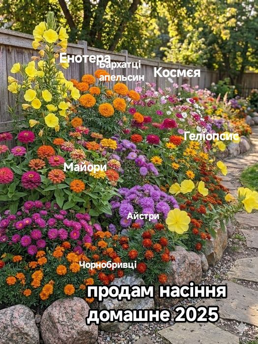 Домашнє Насіння  2025 Геліопсис  Енотера Бархатці Космєя Айстри