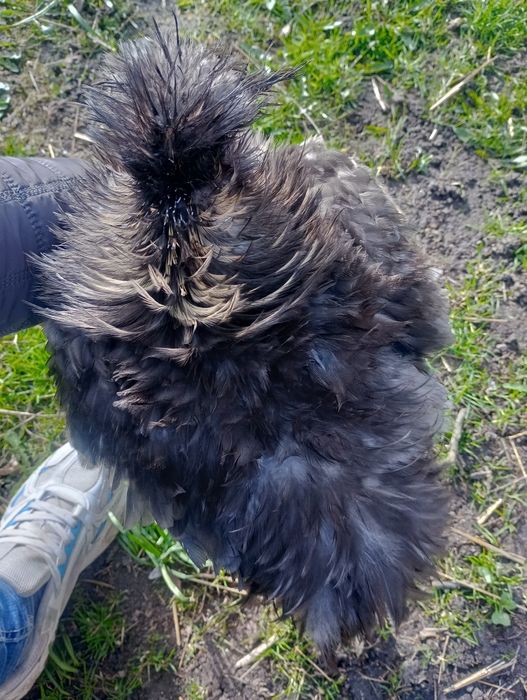 Silka Jedwabista Satynowa USA kogut