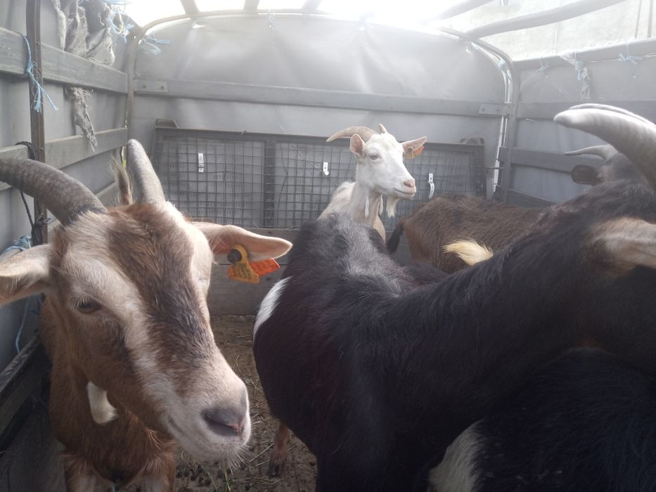 Cabras novas penhas