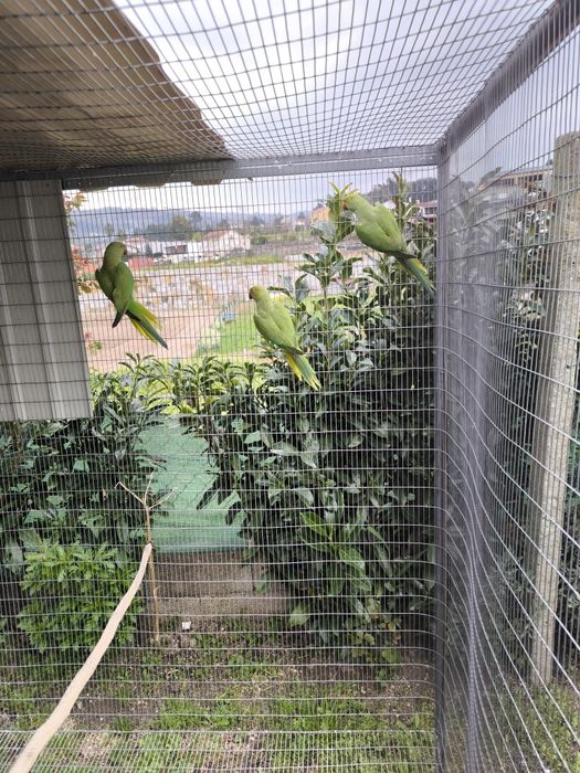 Ring Necks Verdes Machos 2025