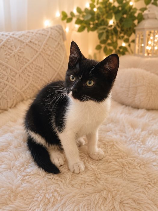 Lindo gatinho de 3 meses para adoção responsável.