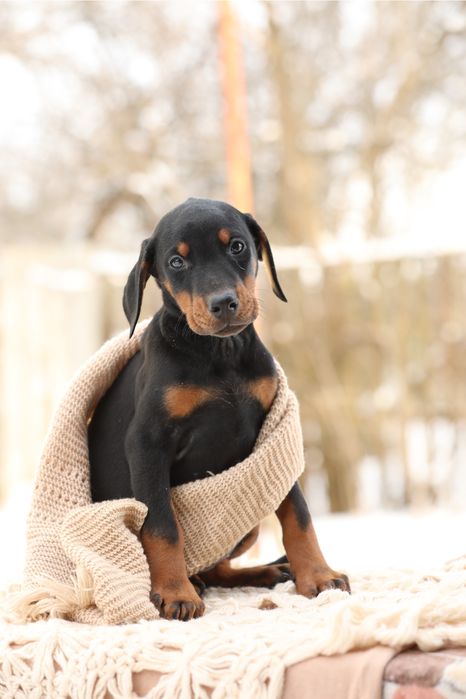 Пропонуємо песиків доберманів