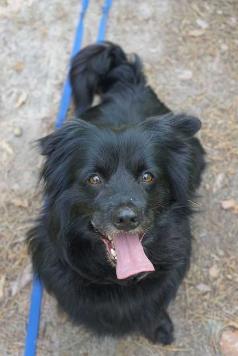 Czarne cudeńko czeka na drugą szansę! Cyganek czeka na drugą szansę!