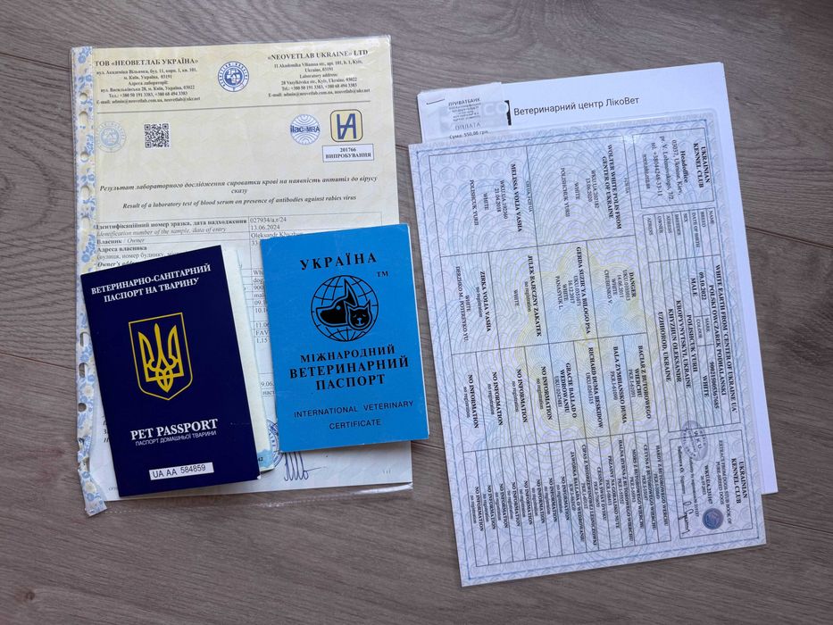 Кобель для в'язки Польська Підголянська Вівчарка