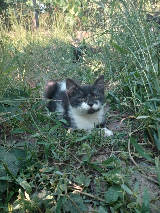 Милі грайливі котики в добрі руки