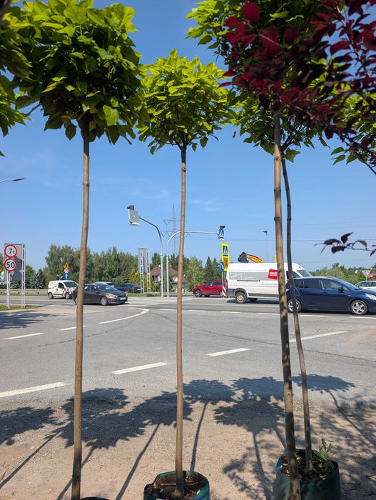 Katalpa Nana, katalpa kulista.