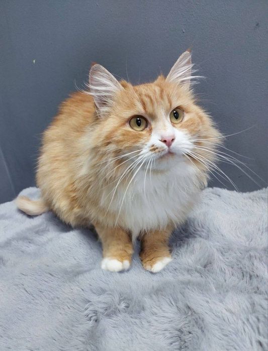 Златушка в добрі руки!