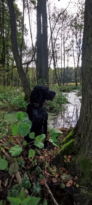 Дратхаар вязка ФМСУ