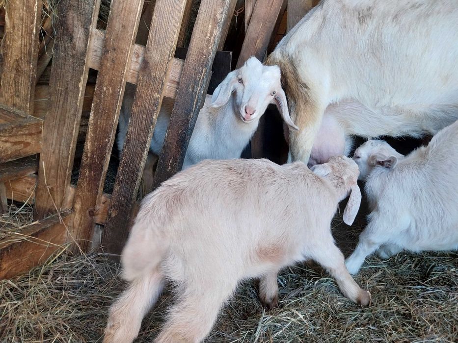 Dwa koziołki po mlecznej kozie